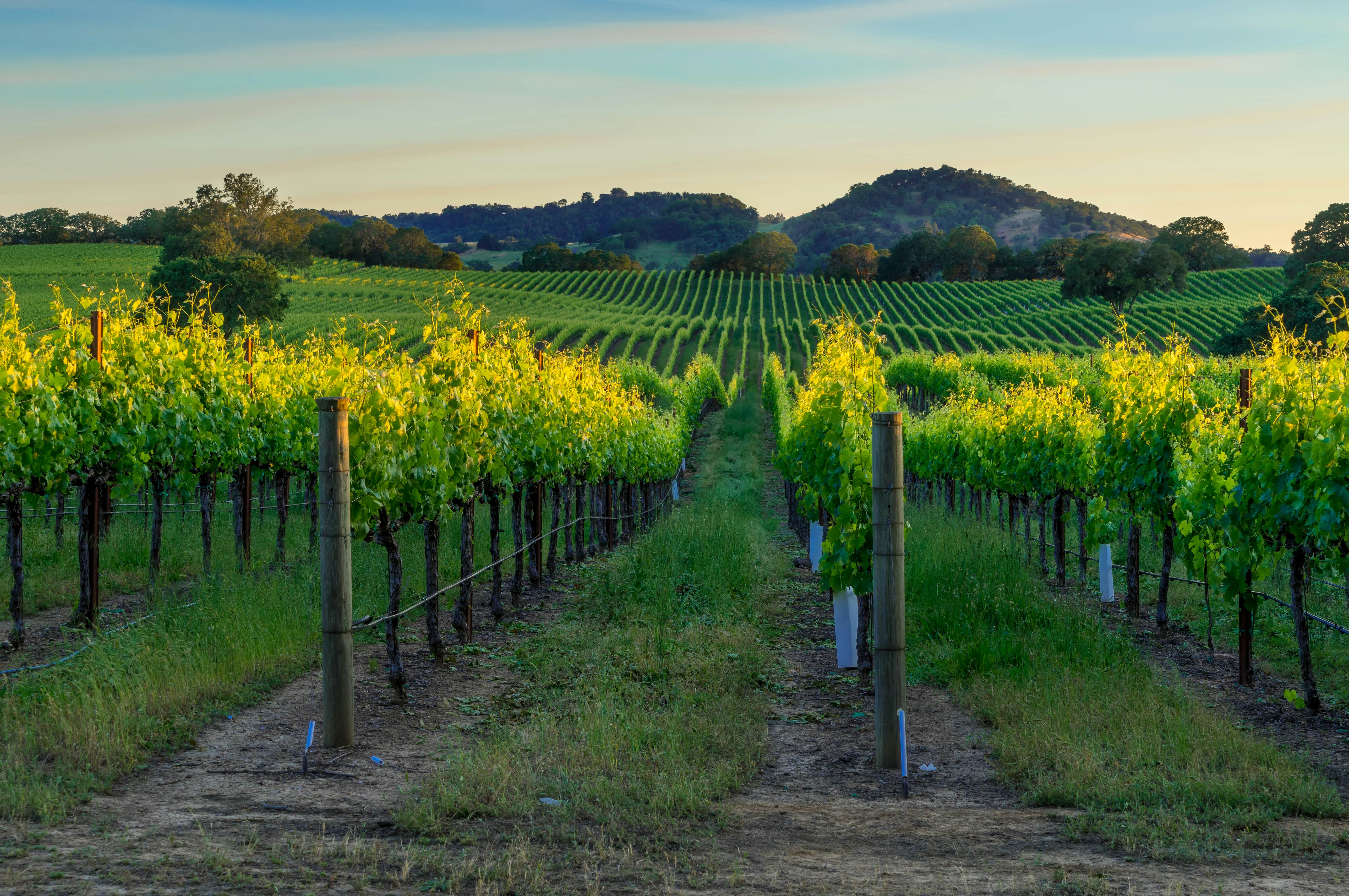 Sonoma Valley travel Lonely California, USA, North America